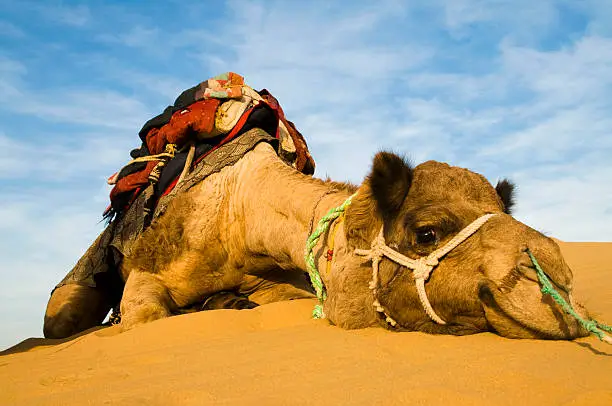 Thar Desert Safari